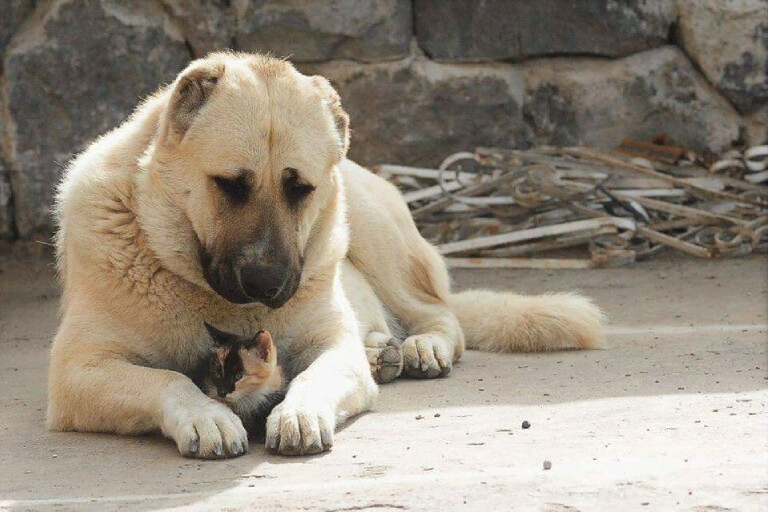 Anleitung zur optimalen Aufzucht armenischer Gampr-Hunde