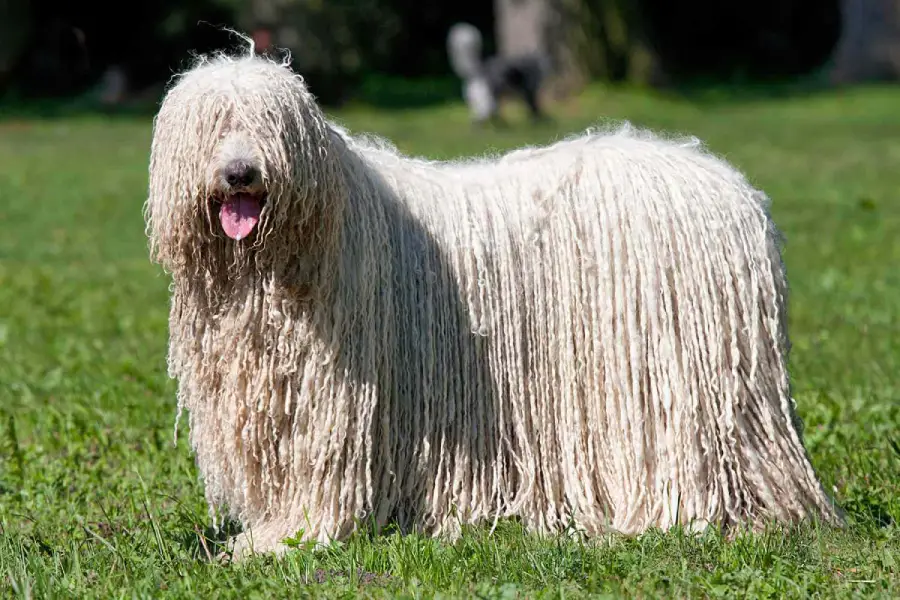 Anleitung zur Zucht eines Komondor-Hundes (Hunde-Lappen)