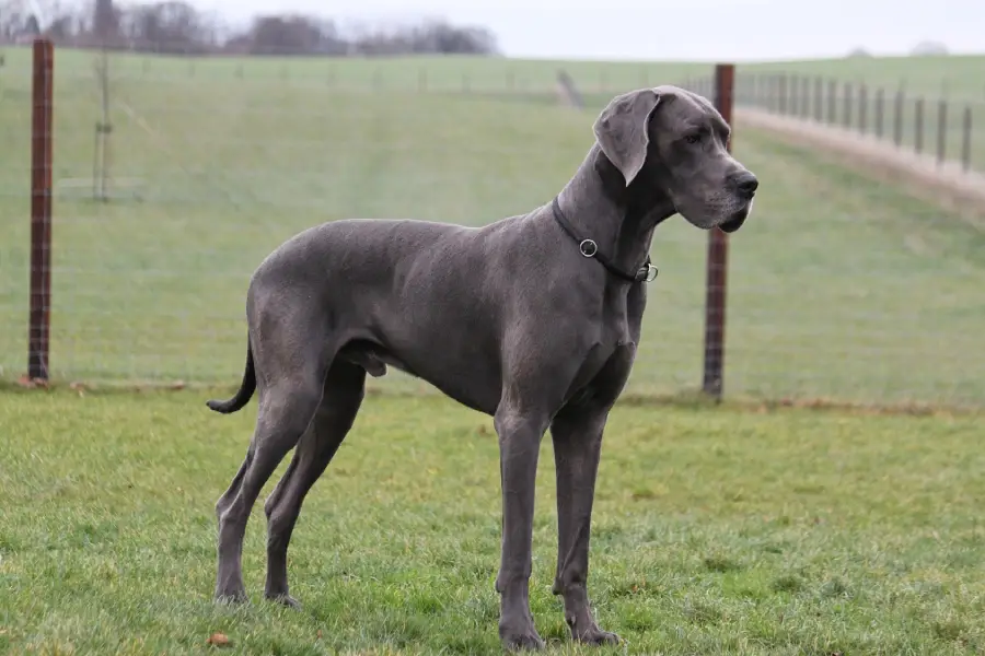 Anleitung zur Zucht einer Deutschen Dogge (Deutschland)