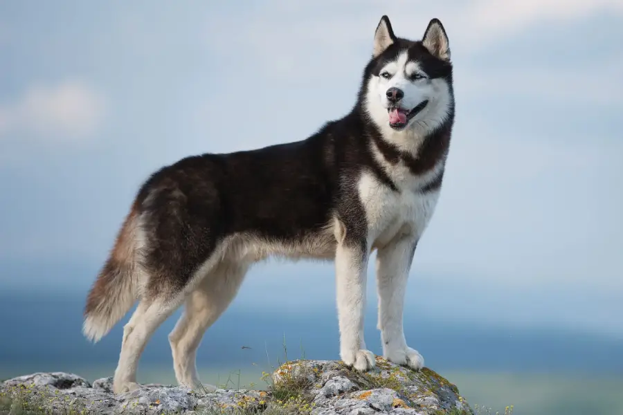 Anleitung zur Zucht eines Sibir Huskys.(Siberian Husky)