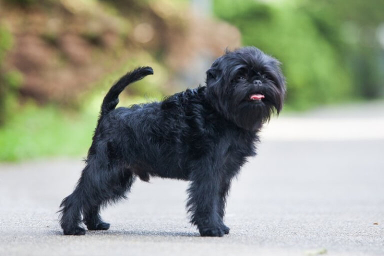 Detaillierte Anleitung zur Aufzucht von Affenpinscher-Affenhunden