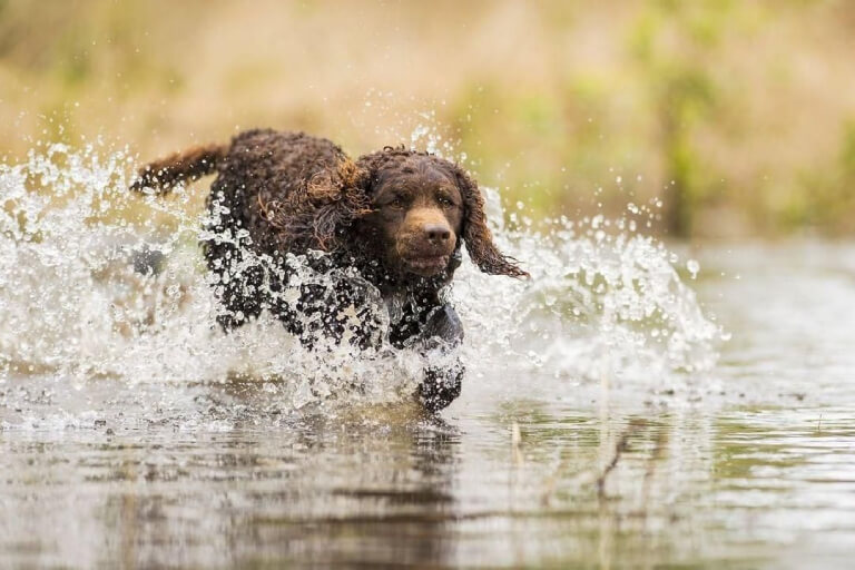 Anleitung zur Aufzucht eines American Spaniel (USA)