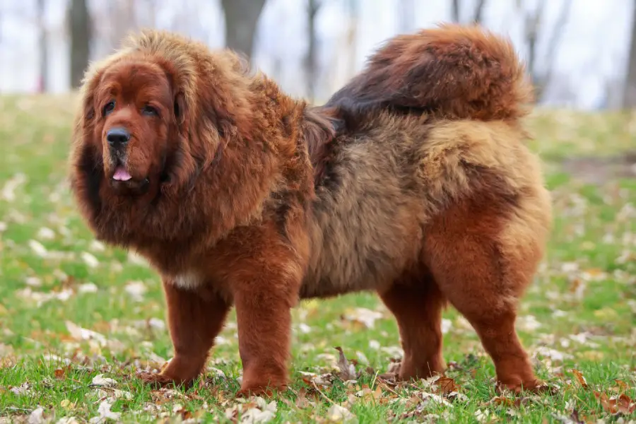 Anleitung zur Fütterung Tibetische Dogge (Tibetan Mastiff)