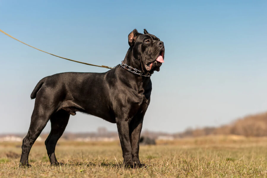 Anleitung zur Aufzucht eines italienischen Mastiffs