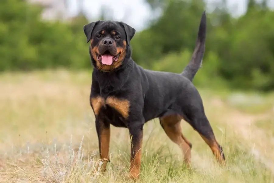 Detaillierte Anleitung zur Aufzucht von Rottweiler-Hunden