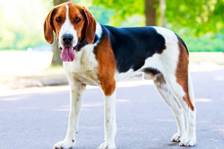 Anleitung zur Aufzucht eines American Foxhound