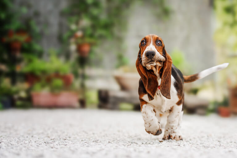 Anleitung zur Aufzucht eines Basset Hounds