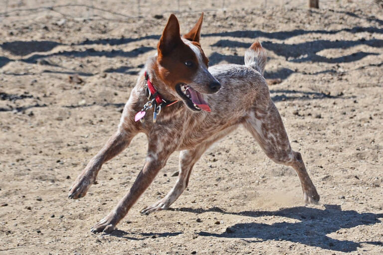 Anleitung zur Aufzucht australischer Kurzschwanz-Viehjagdhunde