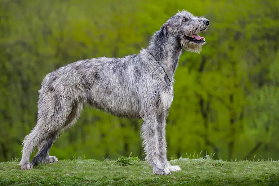 Anleitung zur Aufzucht irischer Wolfshunde