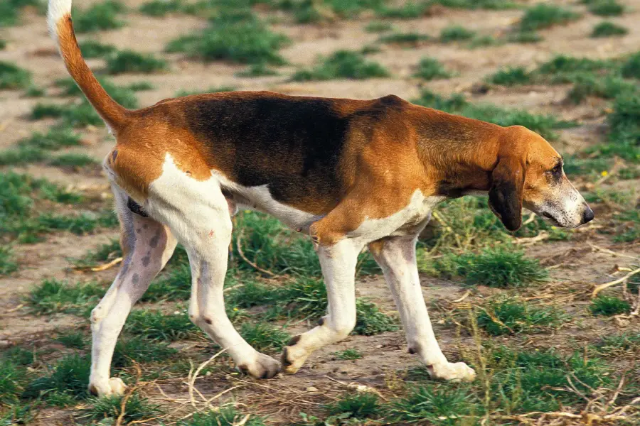 Anleitung zur Zucht eines Französischer Dreifachhund