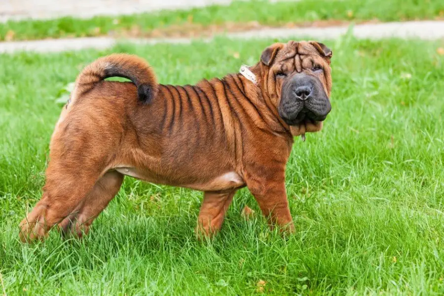 Anleitung zur Aufzucht von Shar Pei-Hunden (Sa Bi-Hunden)