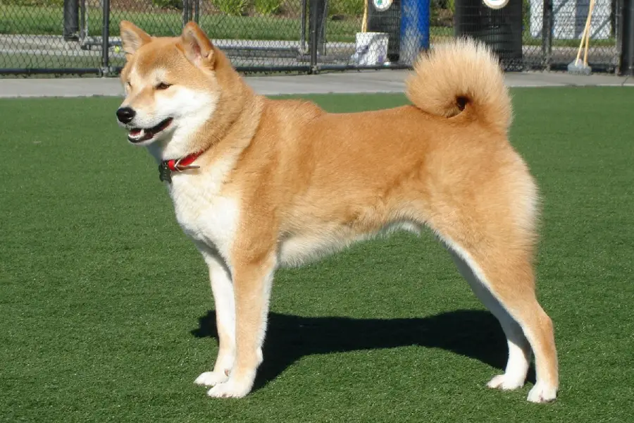 Anleitung zur Aufzucht japanischer Shiba Inu-Hunde