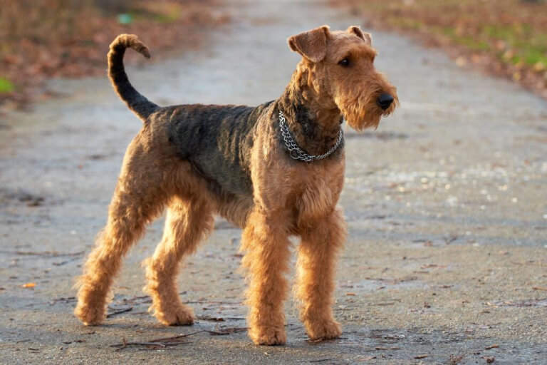 Anleitung zur Aufzucht des größten Airedale-Terriers der Welt