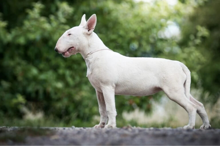 Anleitung zur Aufzucht eines Bullterriers für Anfänger