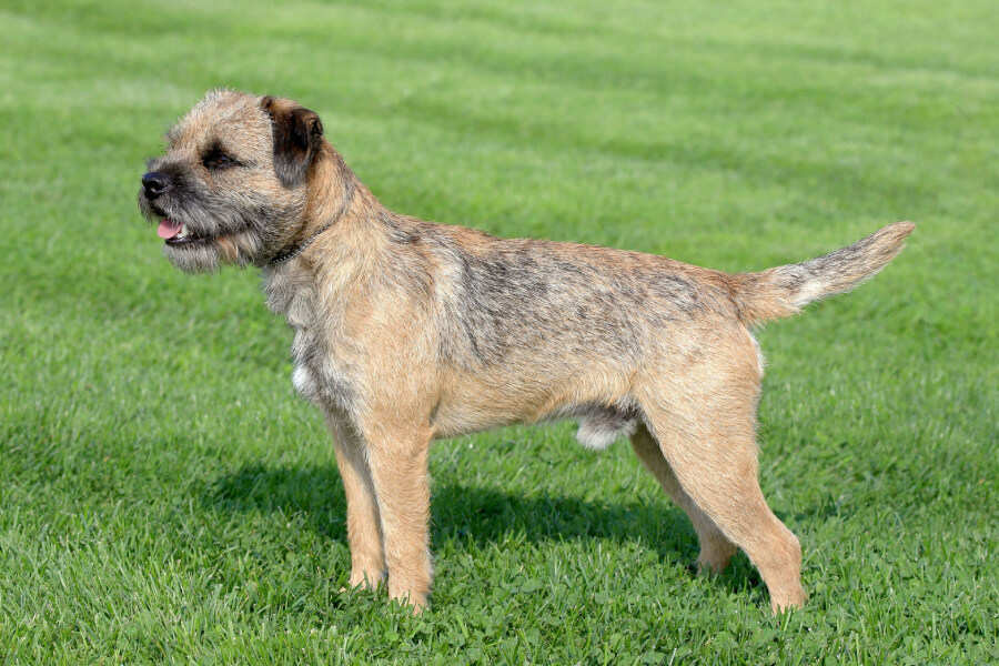 Anleitung zur Aufzucht eines Miniatur-British Border Terriers