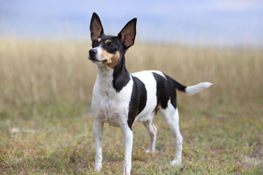 Anleitung zur Aufzucht eines Chilenischen Terriers