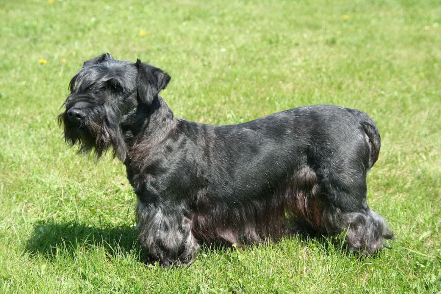 Anleitung zur Aufzucht eines Tschechischen Terriers (Cesky Terrier)