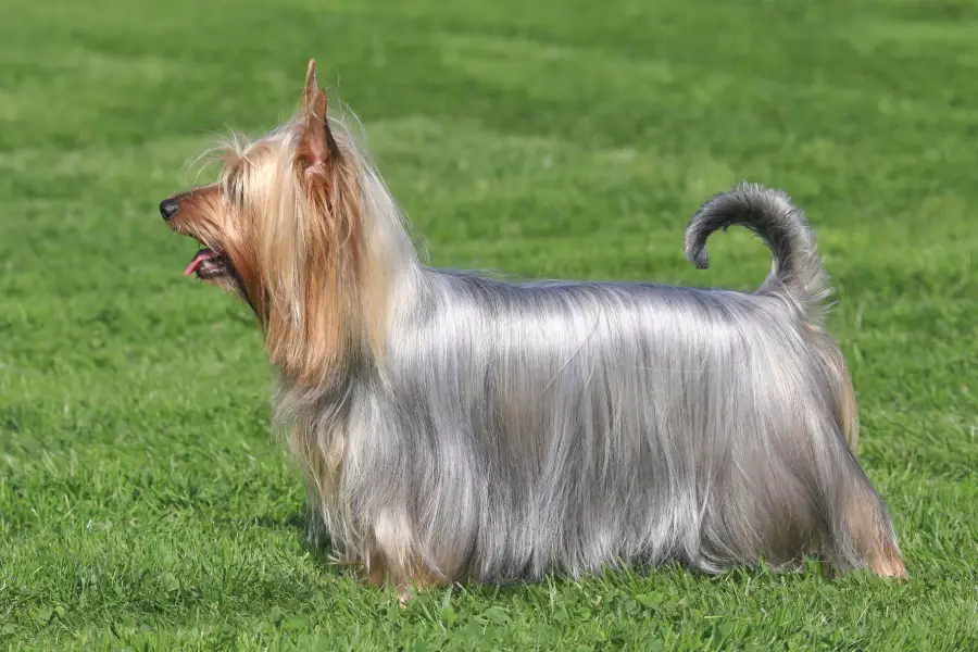 Anleitung zur Aufzucht eines Australian Silky Terrier