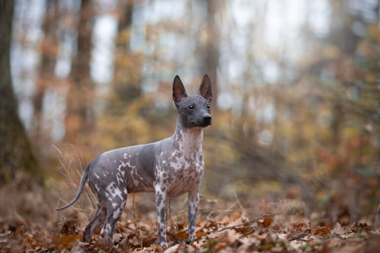 Anleitung zur Aufzucht eines American Hairless Terrier