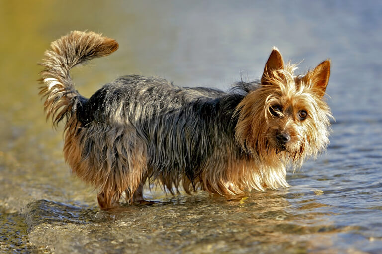 Detaillierte Anleitung zur Aufzucht eines Australian Terriers