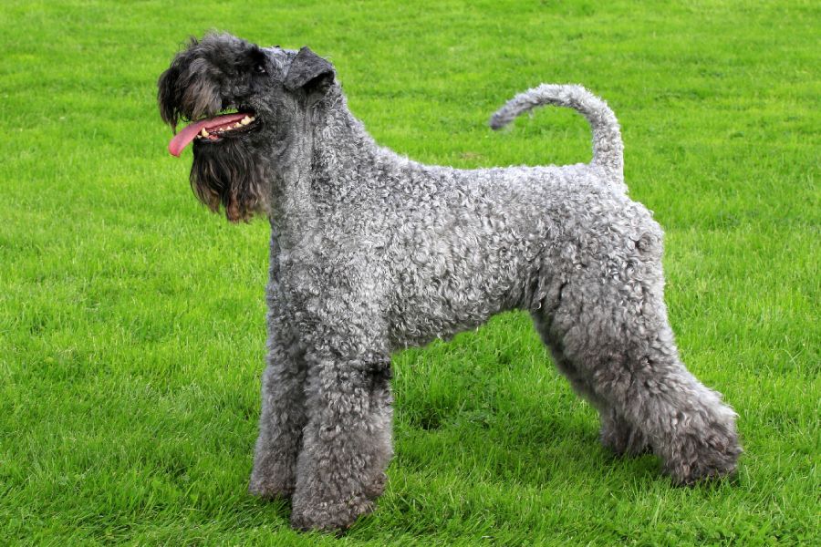 Anleitung zur Aufzucht eines Kerry Blue Terriers