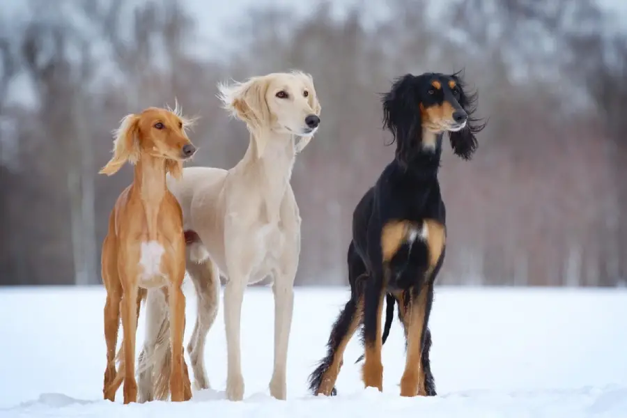 Anleitung zur Aufzucht von Tazy-Hunden (Kasachstan)