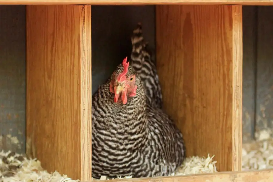 Anleitung zum Bau eines Nestes für Hühner zum Eierlegen