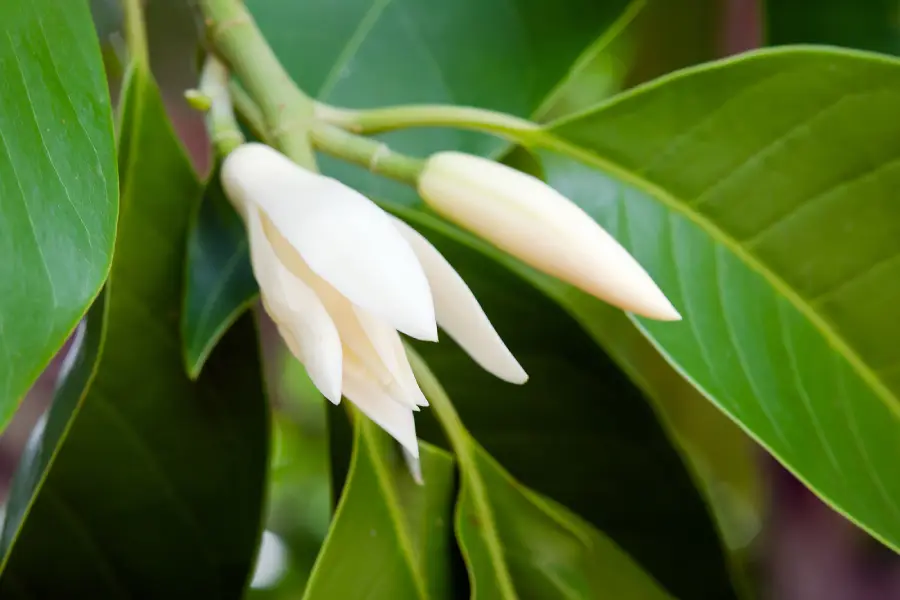 Anleitung zum Züchten von Jadeorchideen in Töpfen