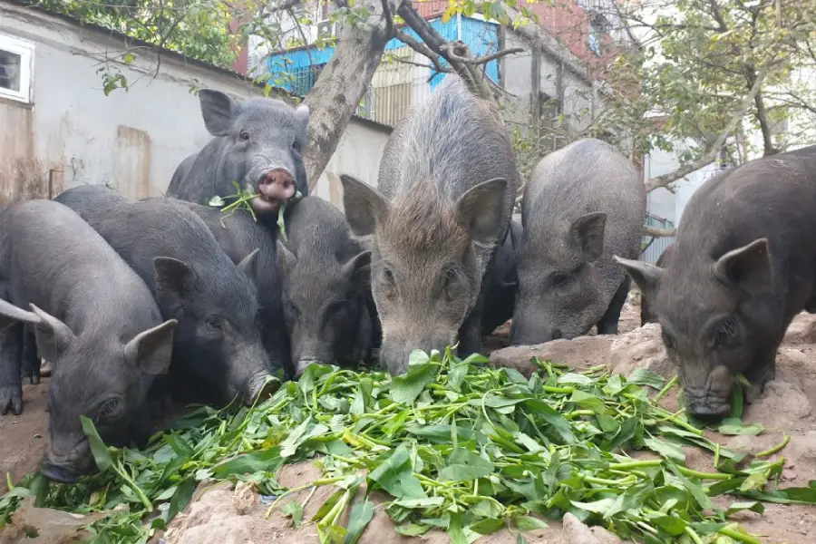 Anleitung zum Bau eines einfachen Wildschweinkäfigs