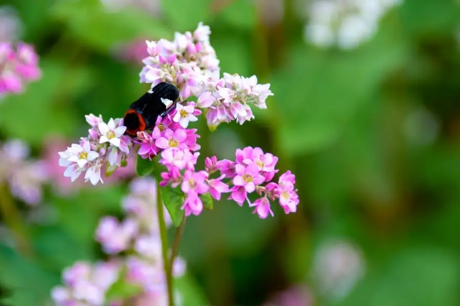 Anleitung zum Züchten von Buchweizenblüten aus Samen