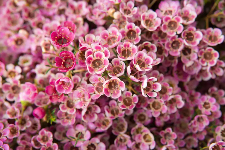 Wie man Weidenblüten aus Samen/Zweigen in Töpfen züchtet