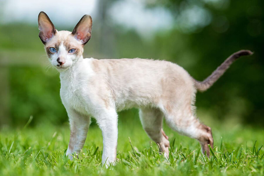 Anleitung zur Aufzucht lockiger Cornish-Rex-Katzen