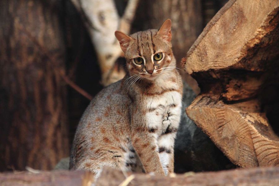 Rusty Spotted Cat: Herkunft, Eigenschaften und Persönlichkeit