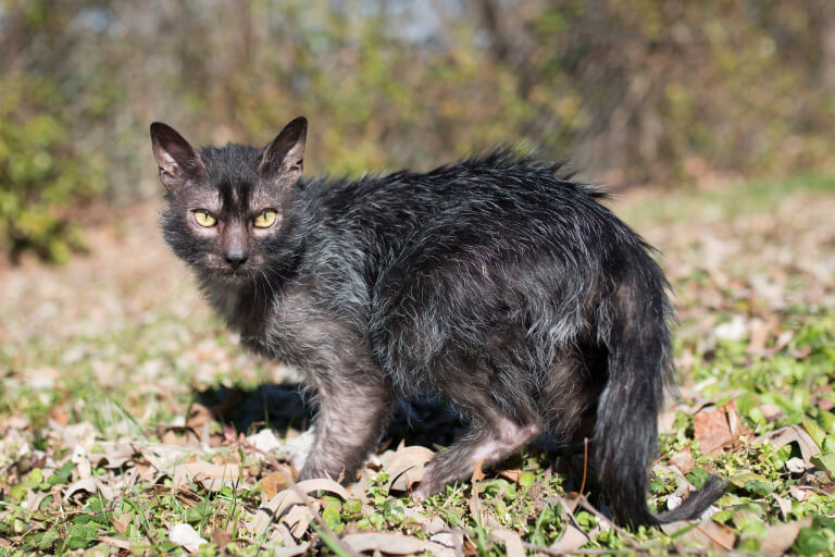 Anleitung zur Aufzucht von Lykoi-Katzen für Anfänger