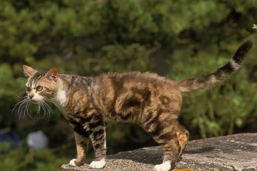 Anleitung zur Aufzucht von American Wirehair Katzen