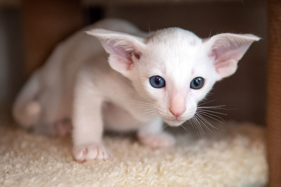 Anleitung zur Aufzucht kurzhaariger orientalischer Katzen