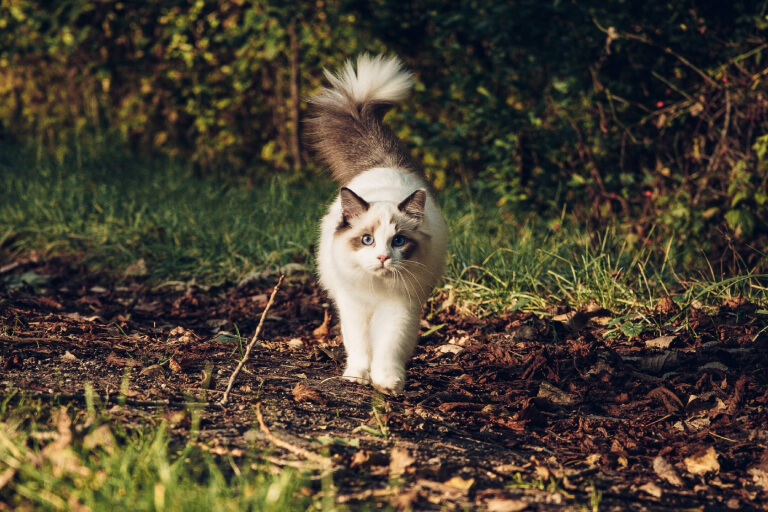 Anleitung zur Aufzucht von RagaMuffin-Katzen für Anfänger