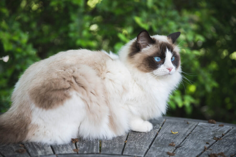 Anleitung zur Aufzucht von Ragdoll-Katzen für Anfänger