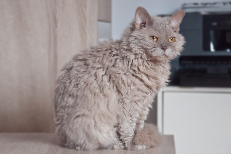 Anleitung zur Aufzucht amerikanischer Selkirk-Rex-Katzen mit lockigen Haaren