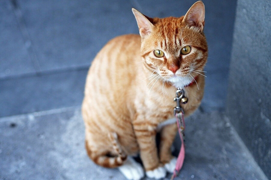 Anleitung zur Aufzucht von Katzen Serrade Petit aus Frankreich