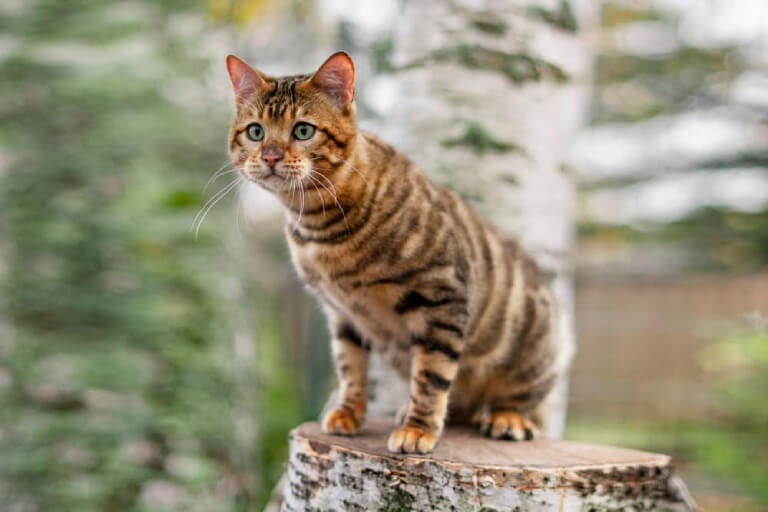 Detaillierte Anleitung zur Aufzucht von Toyger-Katzen für Anfänger