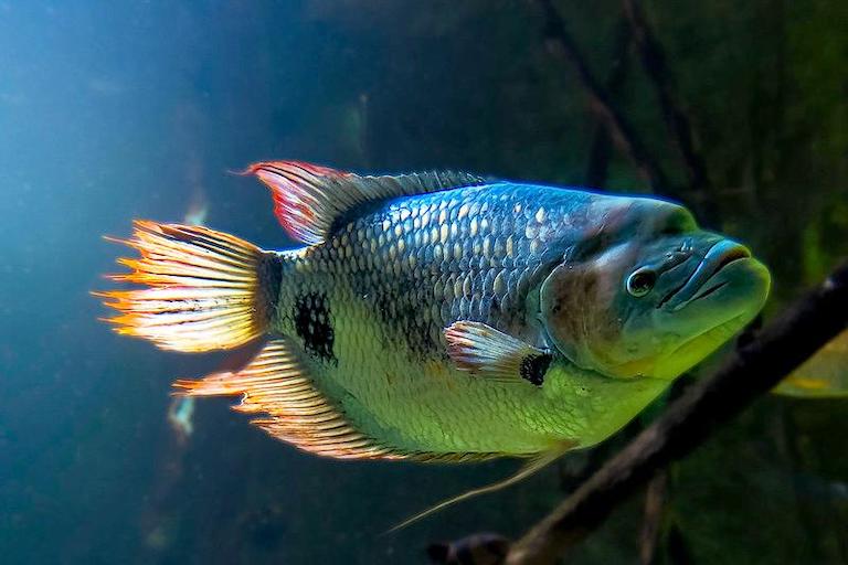 Anleitung zur Aufzucht von Tai Tuong Zierfischen