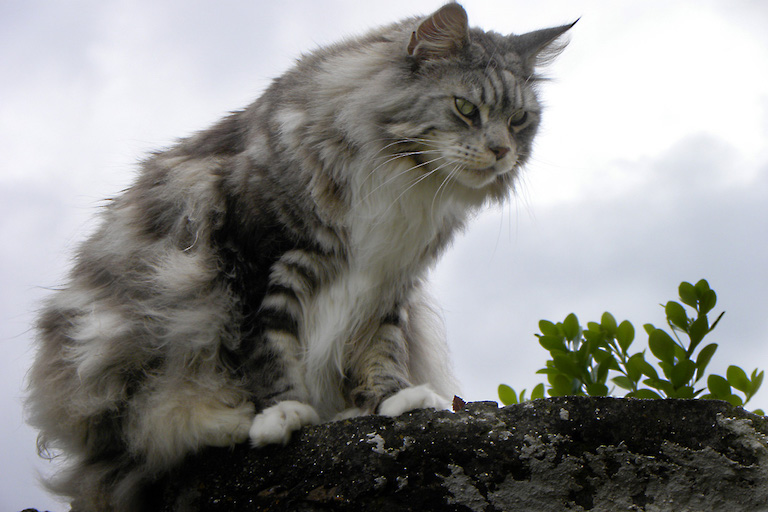 Anleitung zur richtigen Aufzucht von Maine-Coon-Katzen