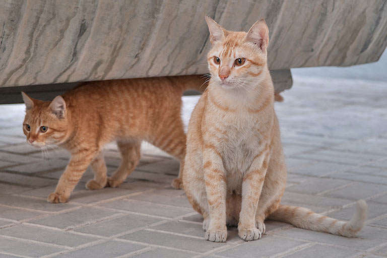 Anleitung zur gesunden Erziehung von Arabischen Mau-Katzen