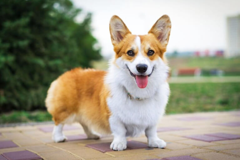 Anleitung zur Aufzucht von Pembroke Welsh Corgi-Hunden