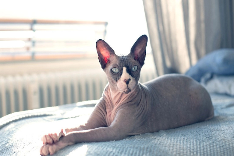 Anleitung zur Aufzucht gesunder Sphynx-Katzen