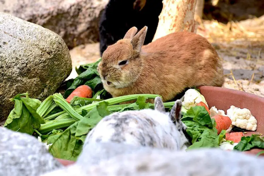 Was dürfen Kaninchen fressen? Was sollte nicht gegessen werden?