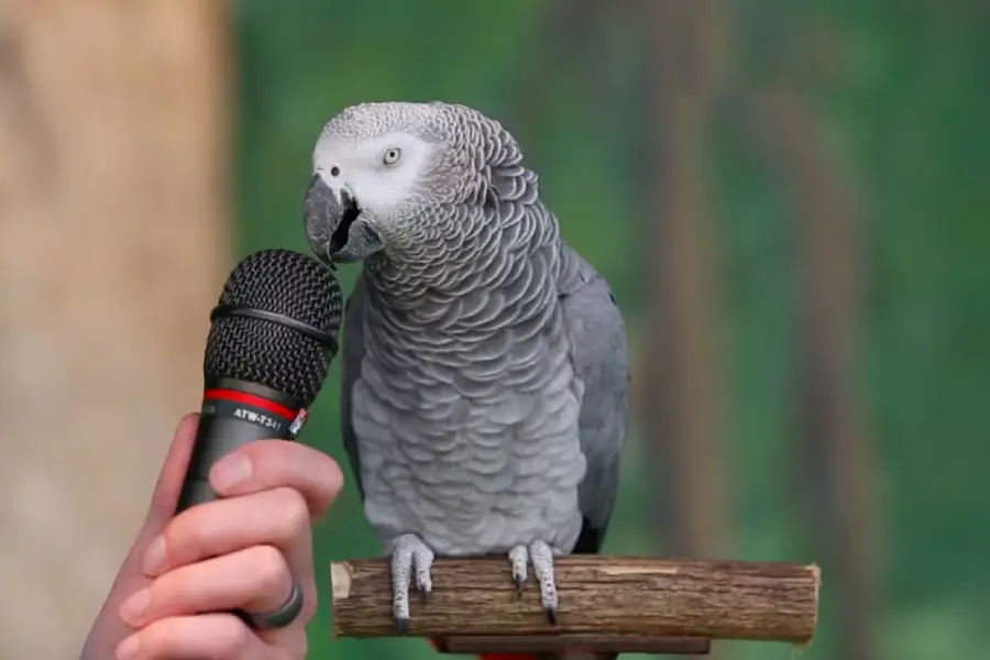 Top 10 der am besten sprechenden Vögel/Papageien der Welt