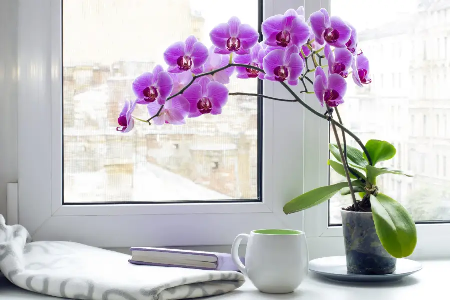 Anleitung zum Züchten von Phalaenopsis Orchideen nach Tet mit Kiefernrinde