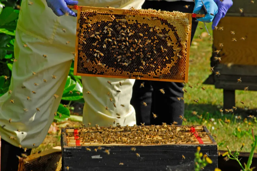 Anleitung zur Aufzucht frisch gefangener Honigbienen zu Hause